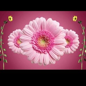 Meet your Posher, Noor